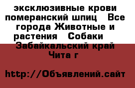 эксклюзивные крови-померанский шпиц - Все города Животные и растения » Собаки   . Забайкальский край,Чита г.
